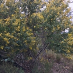 Acacia rubida (Red-stemmed Wattle, Red-leaved Wattle) at Downer, ACT - 29 Aug 2021 by Ned_Johnston
