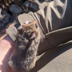 Burramys parvus (Mountain Pygmy Possum) at Mount Buller, VIC - 14 Nov 2019 by Darcy