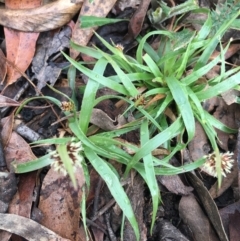 Luzula sp. (Woodrush) at Acton, ACT - 29 Aug 2021 by NedJohnston