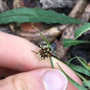 Luzula sp. at Acton, ACT - 29 Aug 2021