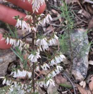 Styphelia fletcheri subsp. brevisepala at Downer, ACT - 29 Aug 2021 10:11 AM