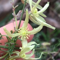 Clematis leptophylla (Small-leaf Clematis, Old Man's Beard) at Downer, ACT - 29 Aug 2021 by Ned_Johnston