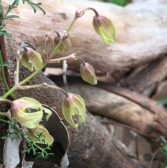 Clematis leptophylla at Downer, ACT - 29 Aug 2021 10:12 AM