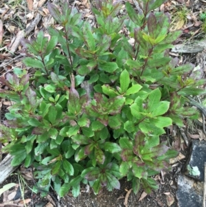 Arbutus unedo at Downer, ACT - 29 Aug 2021 10:12 AM