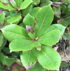 Arbutus unedo at Downer, ACT - 29 Aug 2021 10:12 AM