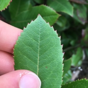 Arbutus unedo at Downer, ACT - 29 Aug 2021 10:12 AM