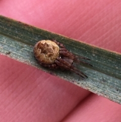 Araneus hamiltoni (Hamilton's Orb Weaver) at Downer, ACT - 29 Aug 2021 by NedJohnston