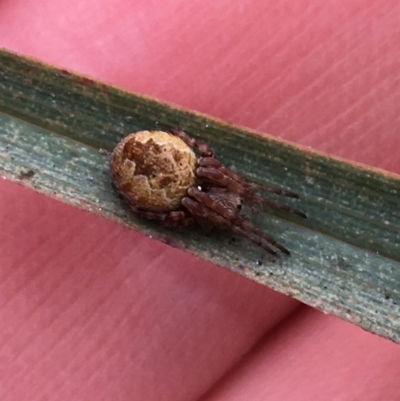 Araneus hamiltoni (Hamilton's Orb Weaver) at Downer, ACT - 29 Aug 2021 by NedJohnston