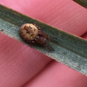 Araneus hamiltoni at Downer, ACT - 29 Aug 2021