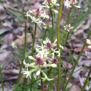 Stackhousia monogyna at Downer, ACT - 29 Aug 2021 10:16 AM