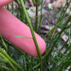 Stackhousia monogyna at Downer, ACT - 29 Aug 2021