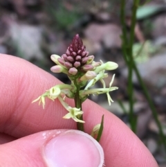 Stackhousia monogyna at Downer, ACT - 29 Aug 2021