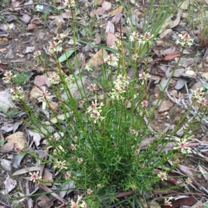 Stackhousia monogyna at Downer, ACT - 29 Aug 2021 10:16 AM