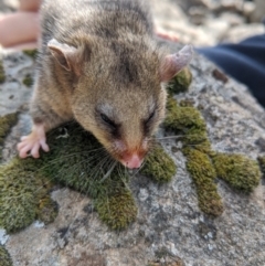 Burramys parvus (Mountain Pygmy Possum) at Mount Buller, VIC - 15 Nov 2019 by Darcy