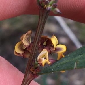 Daviesia mimosoides at Downer, ACT - 29 Aug 2021 10:16 AM