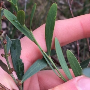 Daviesia mimosoides at Downer, ACT - 29 Aug 2021 10:16 AM