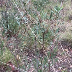 Daviesia mimosoides at Downer, ACT - 29 Aug 2021 10:16 AM