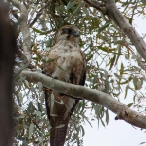 Falco berigora at Majura, ACT - 29 Aug 2021 04:28 PM