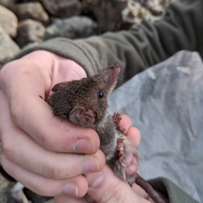 Antechinus mimetes mimetes (Dusky Antechinus) at Mount Buller, VIC - 14 Nov 2019 by Darcy