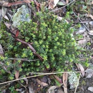 Pultenaea procumbens at Downer, ACT - 29 Aug 2021 10:19 AM