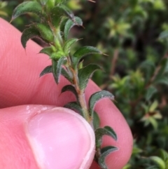 Pultenaea procumbens at Downer, ACT - 29 Aug 2021 10:19 AM