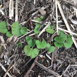 Dichondra repens at Downer, ACT - 29 Aug 2021