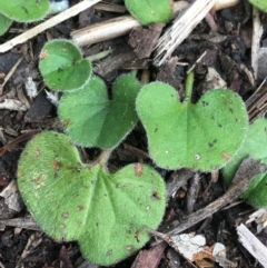 Dichondra repens at Downer, ACT - 29 Aug 2021