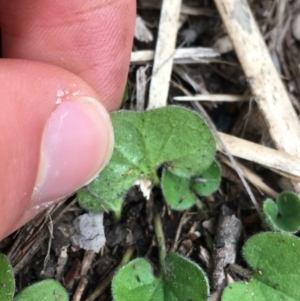 Dichondra repens at Downer, ACT - 29 Aug 2021