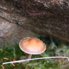 Unverified Cap on a stem; gills below cap [mushrooms or mushroom-like] - 1 Jan 1900 by NedJohnston