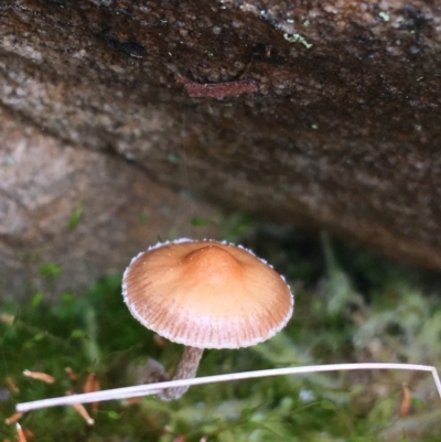 Unverified Cap on a stem; gills below cap [mushrooms or mushroom-like] - 1 Jan 1900 by NedJohnston