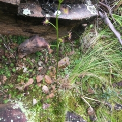 Drosera sp. (A Sundew) at Downer, ACT - 29 Aug 2021 by Ned_Johnston