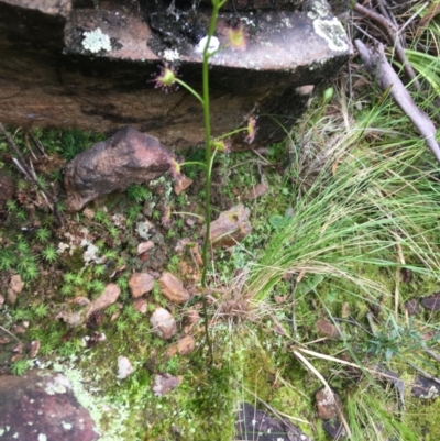 Drosera (genus) (A Sundew) at Downer, ACT - 29 Aug 2021 by NedJohnston