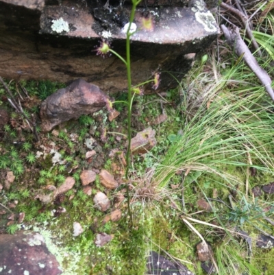 Drosera sp. (A Sundew) at Downer, ACT - 29 Aug 2021 by Ned_Johnston