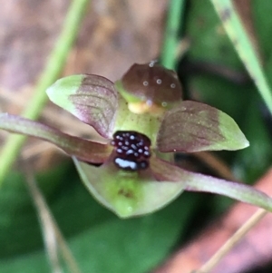 Chiloglottis trapeziformis at Downer, ACT - suppressed