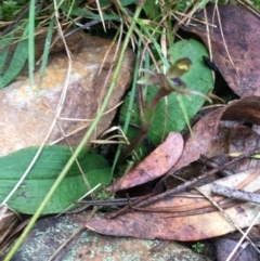 Chiloglottis trapeziformis at Downer, ACT - suppressed