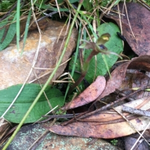 Chiloglottis trapeziformis at Downer, ACT - 29 Aug 2021