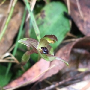 Chiloglottis trapeziformis at Downer, ACT - suppressed