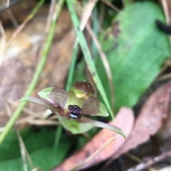 Chiloglottis trapeziformis at Downer, ACT - suppressed