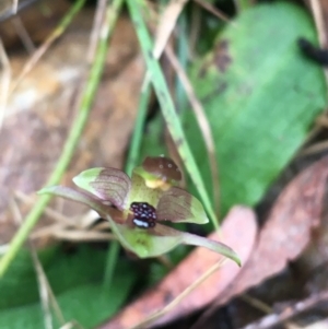 Chiloglottis trapeziformis at Downer, ACT - suppressed