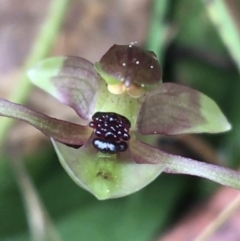 Chiloglottis trapeziformis at Downer, ACT - 29 Aug 2021