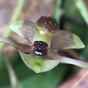 Chiloglottis trapeziformis at Downer, ACT - suppressed