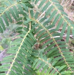 Acacia cardiophylla (Wyalong Wattle) at Downer, ACT - 29 Aug 2021 by NedJohnston