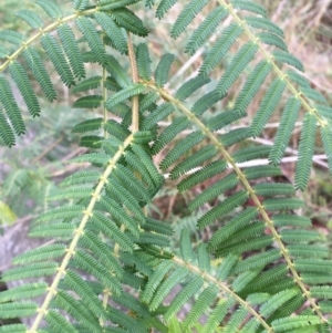 Acacia cardiophylla at Downer, ACT - 29 Aug 2021