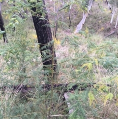 Acacia cardiophylla at Downer, ACT - 29 Aug 2021