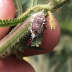 Monophlebulus sp. (genus) (Giant Snowball Mealybug) at Downer, ACT - 29 Aug 2021 by NedJohnston