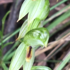 Bunochilus umbrinus (ACT) = Pterostylis umbrina (NSW) (Broad-sepaled Leafy Greenhood) at Downer, ACT by NedJohnston