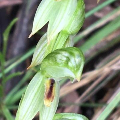 Bunochilus umbrinus (ACT) = Pterostylis umbrina (NSW) (Broad-sepaled Leafy Greenhood) at Downer, ACT by NedJohnston