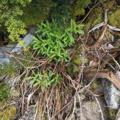 Senecio pinnatifolius var. pinnatifolius at  - suppressed by Darcy