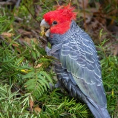 Callocephalon fimbriatum (Gang-gang Cockatoo) at Penrose, NSW - 22 Jun 2017 by Aussiegall