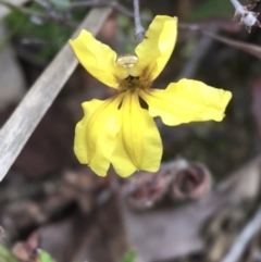 Goodenia hederacea (Ivy Goodenia) at Downer, ACT - 29 Aug 2021 by Ned_Johnston